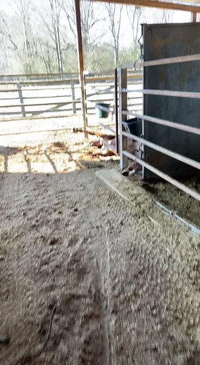 Alayna Evans on TikTok