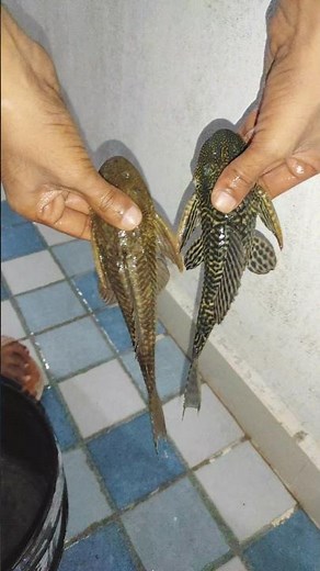 Common Pleco Fish Pair in My Aquarium #plecofish #viralshort