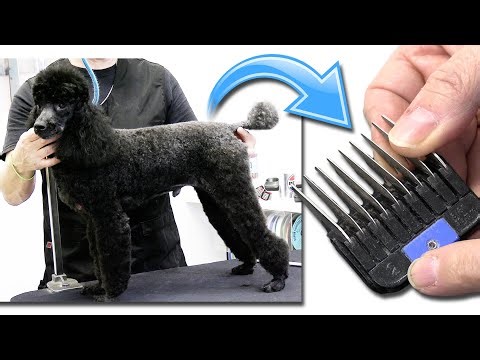 Cut Grooming Time In HALF Using This Method | Guard Comb Secret You MUST Know !