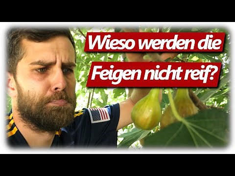 Feigen werden nicht reif und fallen ab | Feigenpflanzen erfolgreich anbauen