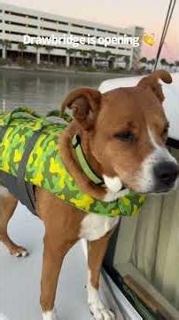 First time navigating a drawbridge… And only one side is up! 12/24/25 #boating #adventure #boatdog