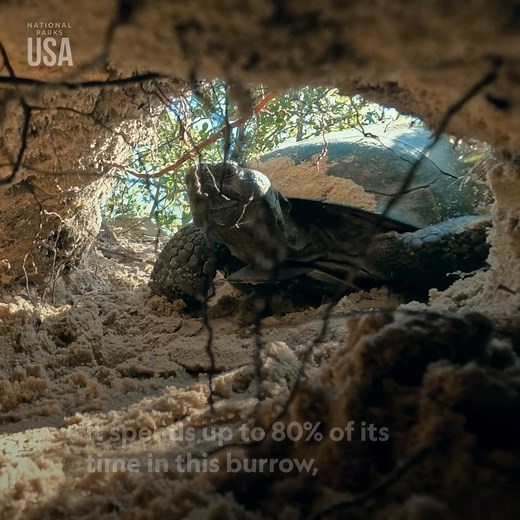 899K views · 20K reactions | In the heart of the Everglades, these slow-moving gopher tortoises dig burrows that offer vital shelter to over 300 species, protecting them from the extreme temperatures of the region. | National Geographic Animals | Facebook
