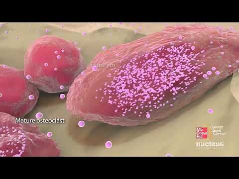 Bone cells and bone formation