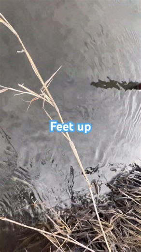 Bottom edge muskrats.