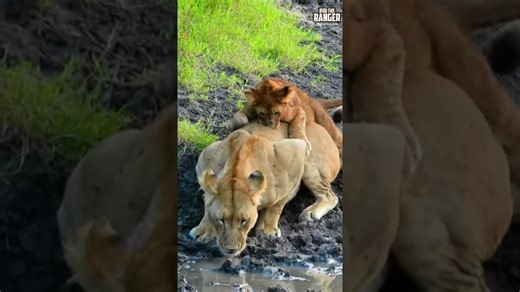 Playful lion cub explores Mara plains with Saturday energy