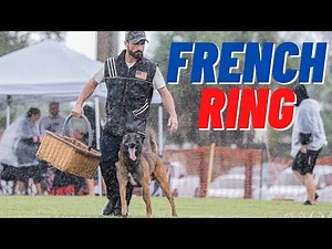 FRENCH RING TRAINING!! LEVEL 3 DOG VS. NEW DECOY!!