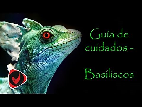 Guía de cuidados, Basiliscos