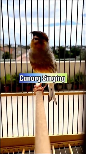 Canary Singing Training Male | Canary Pronunciation #canarytraining #kenari #galerikenariindonesia