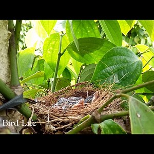 The Life of Birds - Nature Documentary | Bird Life