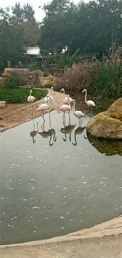 Flamingos in Nature: Wading and Preening