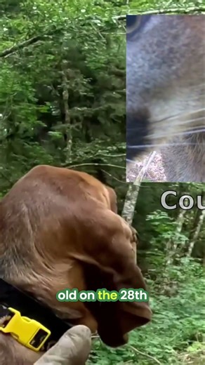 Meet Calamity: Adorable 5-Month-Old Puppy's Forest Adventure! #shorts