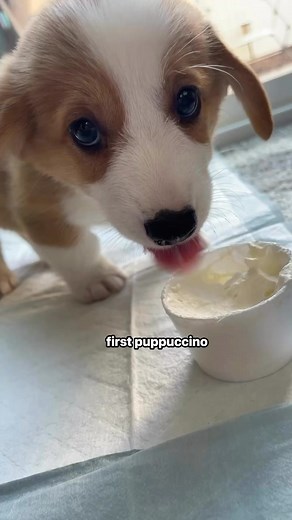 1.9M views · 80K reactions | Why so cute 凉 #itskatsulife #mrkatsuthecorgi #corgisofinstagram #corgipuppy #corgistagram #corgilife #cutedogs #cutecorgi #corgination #corgicommunity #corgifeed #corgilove #corgibutt #doglife #dogsofinstagram #dogsofinstagram #corgisofinstagram #corgiworld #pembrokewelshcorgi #corgigram #puppy #puppylove #myfavcorgi | Katsu The Corgi | Facebook