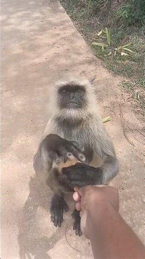 🐒 Langur Came to the Middle of the Road for a Biscuit! 😲#shorts