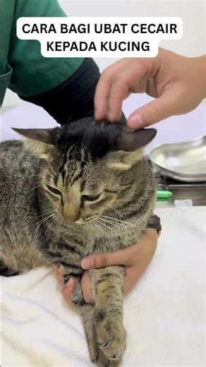 CARA BAGI UBAT CECAIR KEPADA KUCING