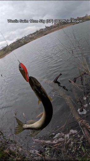 Westin Swim 12cm 53g (SP) 3D Official Roach #fishing #рыбалка2026