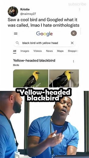 Yellow-Headed Blackbird 🐤 #memes
