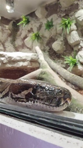 #enclosure #burmesepython #reptilekeeper #amazing #terrariumbau #reptilesoftiktok #tiktok #tiktokgermany #python #snake #tooltime #work #exoticpets #wow #terrarium #viral #viraltiktok #foryou #4u #schlange #bobderbaumeister #love #leidenschaft #passion #cash #money #rain #single #exotic #fy #fyp #fypage