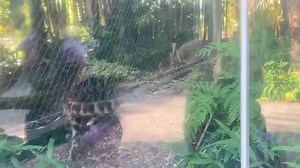 27K views · 1K reactions | Happy Clouded Leopard Day! Clouded leopard Sang Dao is giving a rare hello to Zoo guests - a very special treat! 殺 The 11-year-old endangered clouded leopard is not often seen during the day and was being super brave.  : Keeper Piper | Point Defiance Zoo & Aquarium | Facebook