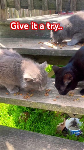 Use this sound..The Human Body Edition #usethisaudio #didyouknow #viralsound #catvideos #csr2chrome