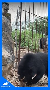 Forrest e Jess ficam emocionados por terem salvado esta bela criatura 🐻✨ #CriaturasMisteriosascomForrestGalante Aproveite o conteúdo Discovery em streaming com a MAX. Assine agora: | Animal Planet Brasil