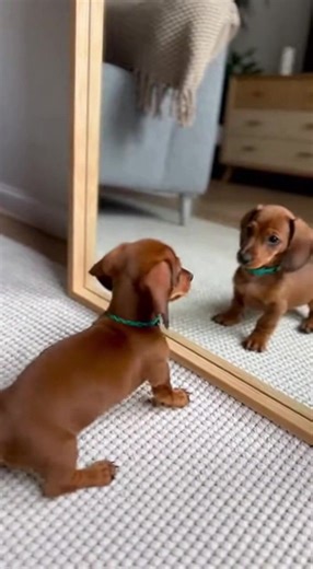 Meeting My Biggest Competition: The Copycat Dachshund