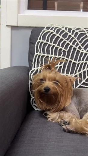 🕸 EASY Halloween Crochet Pattern SPIDEWEB written in ENGLISH using US Standard Terminology ‼️THIS IS ONLY A DIGITAL PDF PATTERN NOT A PHYSICAL ITEM This is an easy crochet pattern for Halloween decoration! You will love the easy way to crochet this spider web. This Halloween decoration is so easy to make! The basic crochet pattern and the very simple construction of this crochet web make it perfect even for beginners who want to make their first Halloween decoration 👻 🕷SKILL LEVEL - Easy 🕷TE