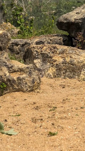Port Lympne Hotel & Reserve on Instagram: "Pallas’s Cat Kitten Update! We were lucky enough to capture this incredible moment, one of our brave little kittens ventured out for a drink of water. If you’re lucky, you might spot them too! While the main viewing house is closed for breeding season, you can still catch a glimpse through our special viewing windows. 👀 #PallassCat #portlympne #TinyExplorer"