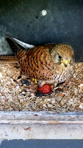 307K views · 4.2K reactions | First Kestrel egg arrives 讀 #wildlife #birdwatching #nature #birdhouse #birds | Nest Box Live | Facebook