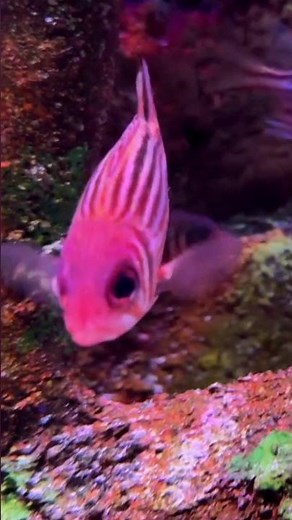 Swimming Fish In An Aquarium