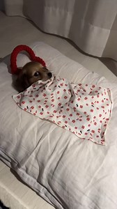 47M views · 1.1M reactions | This is the cutest thing I’ve seen in my life ❤️️ | The Woof World | Facebook