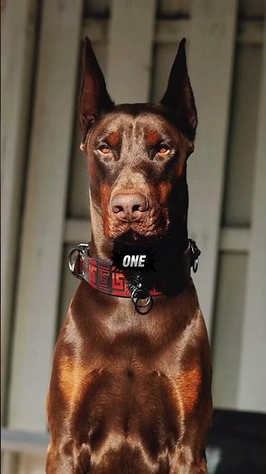 Shocking Truth About doberman and Police Work