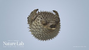 Long-spine Porcupinefish - Download Free 3D model by RISD Nature Lab (@RISDNaturelab)