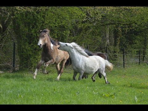 Que faire avec un cheval qui se fâche