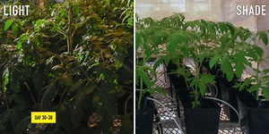 PLS100BL Lab 5: Plant Growth Analysis Demo