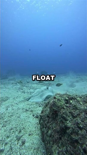 There's a Lake at the Bottom of the Ocean That Kills on Contact