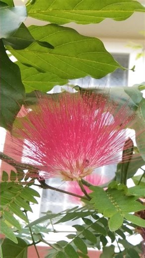 Red Powder Puff Flower
