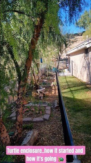 Turtle habitat is beautiful. My ornate boxies are loving the enclosure. #turtle #turtleconservancy