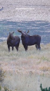 Did you know the flap of skin hanging from the bull moose's neck is called a dewlap? #foryou #wildlifeplanet #naturelovers #bullmoose #moose #natgeowildlife #wildanimals #rmnp #coloradoadventures #wildlife #rockymountainnationalpark #natgeowild #wildlifeonearth #Coloradowildlife #colorado #nature #natgeowildlifephotography #reels #wildlifeaddicts #bullelk #coloradowildlife #wildlifevideos | Colorado Adventures
