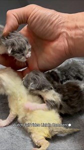 The Cry of Newborn Kittens | Baby Cat