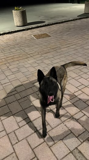 Belgian Malinois Dog Name Ideas — Strong Female Names