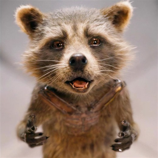 El mapache que lo perdió todo… y volvió 🔥🦝#foryou #movie #spain #usa #fyp