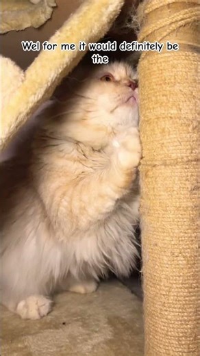 What is your fav machine in gym? Comment down ⬇️ #gymboss #gymmotivation #catshorts #viralvideo