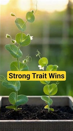 Law of Dominance | Mendel Genetics Made Easy #shorts #biologyshorts #youtubeshorts #biologynotes