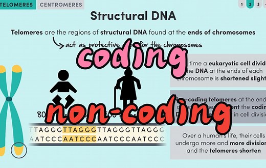 编码和非编码DNA | WACE Biology: Coding and Non-Coding DNA