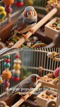 Types of Finch Birds: A Colorful Guide to Nature’s Melodic Gems #finchbirds #birdshorts