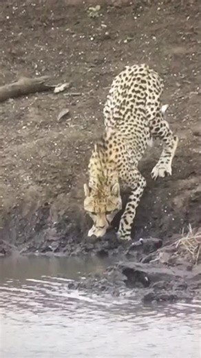 Cheetah vs Crocodile: Fight to Death in the Wild