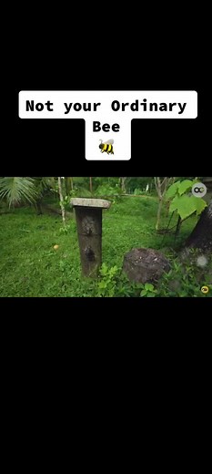 Discovering the World of Stingless Bees at Los Pepes Farm