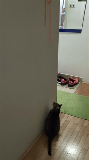 Magical Mara doesn't do tricks 🙀❤️ #cat #catlife #catlovers #cats #catvideos #catshorts #catmemes