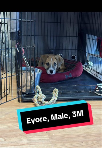 After a short time in a home, it became clear this little guy needs a family ready for normal puppy behaviors and continued learning. At just three months old, accidents are still part of the process, and with his breed unknown due to coming to us through a cruelty case, he may grow into a medium or possibly larger dog. As you can see, Eyore is understandably scared. He was returned on Saturday and is still adjusting to being back in the shelter, which can be overwhelming for such a young puppy 