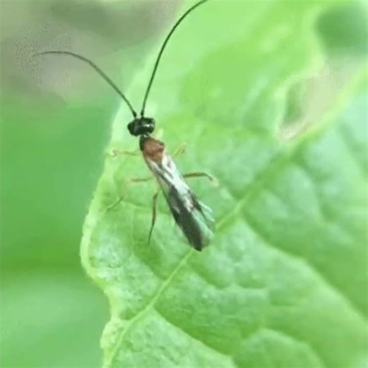 Ichneumonid and Braconid Wasps (Superfamily Ichneumonoidea)